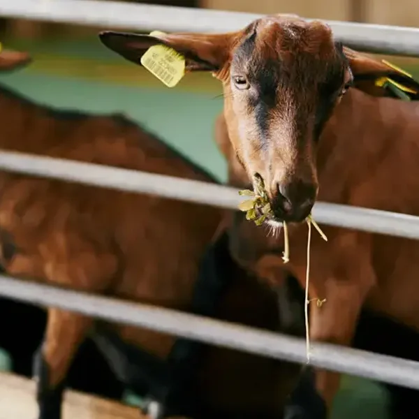 agricultura11